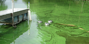 Harmful Algal Blooms | Everything You Need To Know